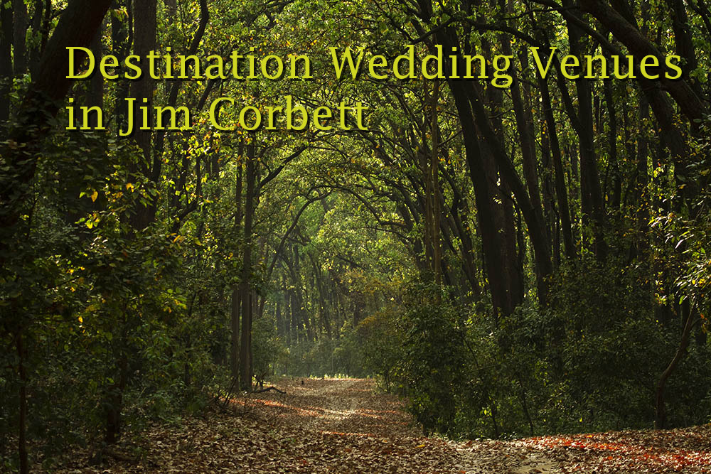 wedding in Jim Corbett